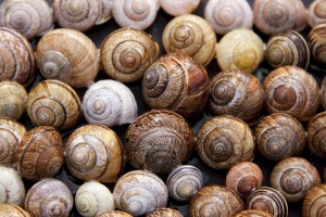 PageLines- gemsnail-shells-65358_1920.jpg