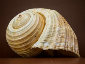 PageLines- mainshell-199712_1920.jpg